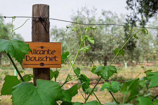 Schild mit der Aufschrift Alicante Bouschet, Portugal