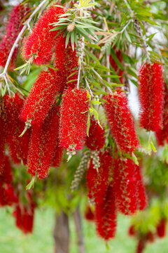Karminroter Zylinderputzer (Callistemon citrinus)