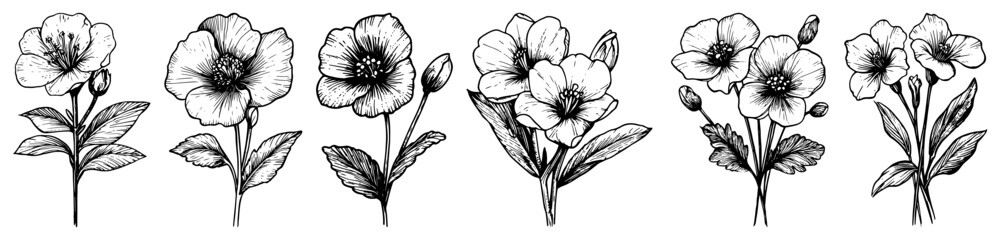 Obraz premium Flower stems and botanical floral bouquets in hand drawn engraving style