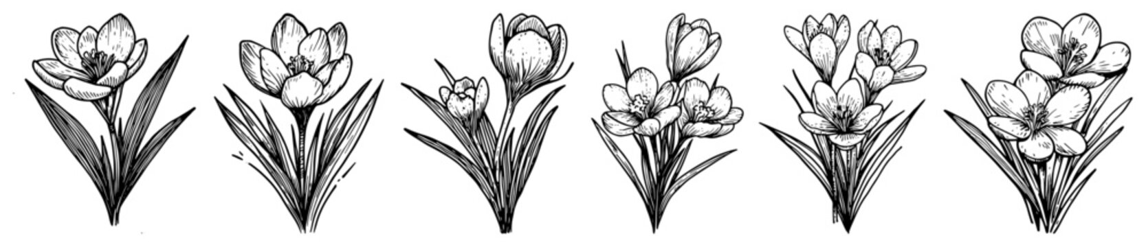 Crocus flowers and spring botanical elements in vintage hand drawn line art style