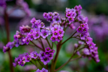 Obraz premium Close-up of pink and purple bergenia flowers blooming in a clustered inflorescence against blurred green garden backdrop.