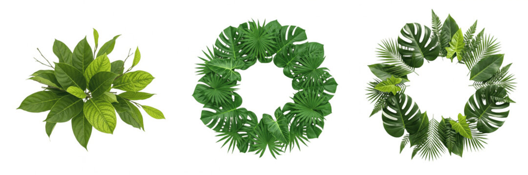 Tropical Leaves Wreath and Bush PNG Bundle, Green Monstera Palm Leaf Circle Frame Clipart, Exotic Botanical Jungle Foliage Border Vector, Top View Plant Shrub Graphic, Summer Greenery Wedding Frame De