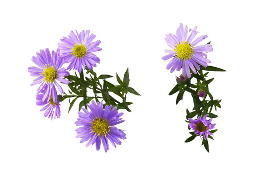 Flowers of purple aster amellus isolated.on white or transparent background