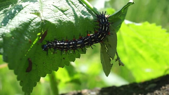 Close-up image of a colorful, spiny caterpillar with blue and black patterns crawling over a green leaf on a sunny day, making its texture clearly visible.