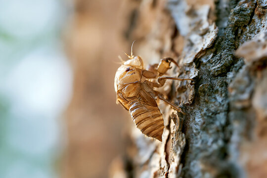 Translucent cicada shell exuvia clinging to tree bark in summer