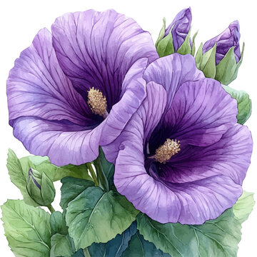 Lavatera Flower, beautiful watercolor illustration, isolated on a white background, soft and delicate colors.