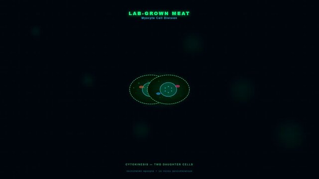 A detailed digital animation explores how lab grown meat is produced using myocyte cell division through interphase mitosis and cytokinesis stages on dark background