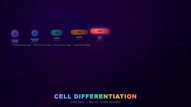 This scientific animation shows the complex lab grown meat production process through various stages of cell differentiation from stem cells to mature muscle fibers.