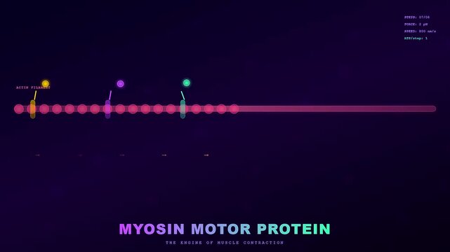 In the production of lab grown meat this scientific animation demonstrates how myosin motor proteins interact with actin filaments to simulate natural muscle fiber development.
