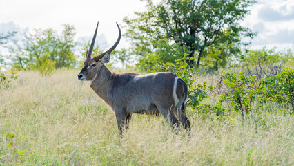 Portrait of a bull waterbuck in the bush, Kruger National Park, South Africa © Jose