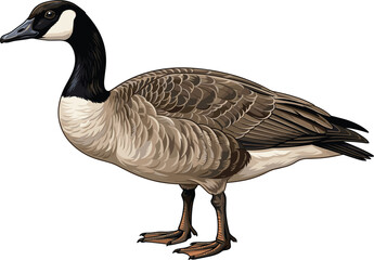 Canada goose facing left side view, wildlife waterfowl bird vector illustration isolated on white background © Momin