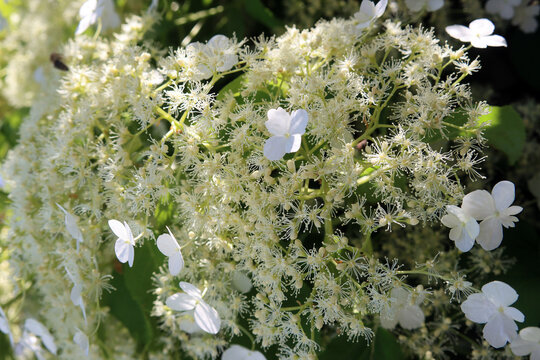 Kletterhortensie