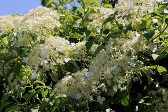 Kletterhortensie