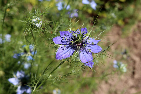 Jungfer im Gr&uuml;nen