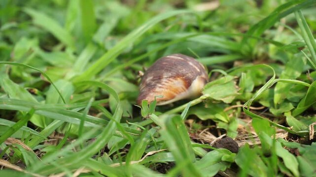 Close-up image of a land hermit crab carrying a snail shell while crawling on the mossy ground of a garden on a bright sunny day.