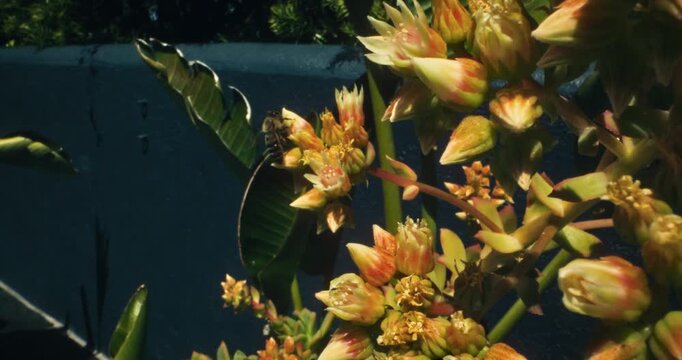 Steady cam alongside yellow flowers with bumblebees buzzing around in slow motion