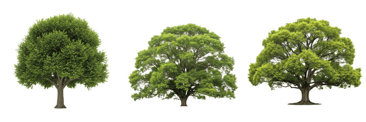 Obraz premium Three large green deciduous trees with lush summer foliage and thick trunks isolated on a white background