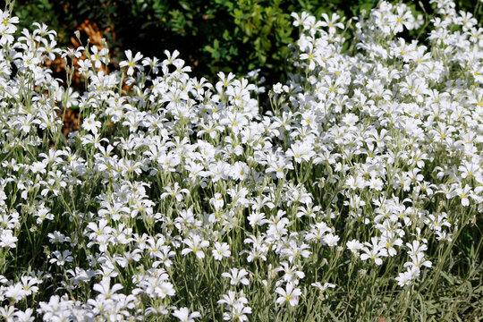 Cerastium biebersteinii in the garden