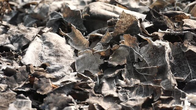 A detailed close-up of a dead leaf skeleton after a fire, showing streaks of white ash against the dark charred veins. This texture captures the impact of a campfire or forest fire.