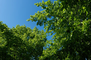 Fototapeta premium Vibrant blue sky fills the background