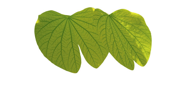 Botanical cutout of two Bauhinia variegata leaves with transparent background. High resolution nature element with visible veins for digital design, eco branding, and creative floral composition.