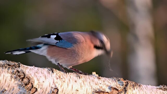 A Eurasian jay perches on a birch log in a natural setting, exuding a sense of calm and serenity.