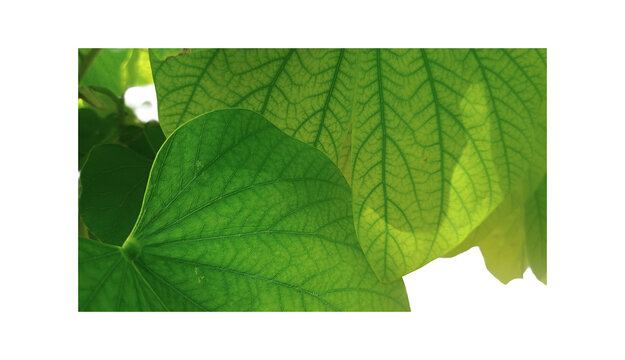 Close-up of Bauhinia variegata leaf veins with transparent background. High resolution botanical cutout for nature-focused design, eco branding, organic textures, and creative digital compositions.