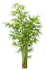 Fototapeta premium Bamboo Plant