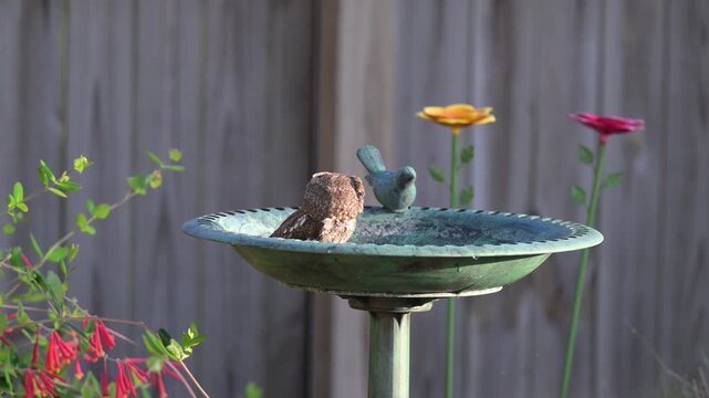 Screech Owl taking a bath 