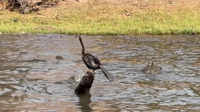 African darter (Anhinga rufa) catching and handling a fish at Chobe river, Chobe National Park, Botsuna - September 2025