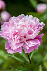 Obraz premium 初夏に咲く華やかな芍薬