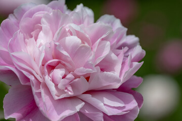 Obraz premium 初夏に咲く華やかな芍薬