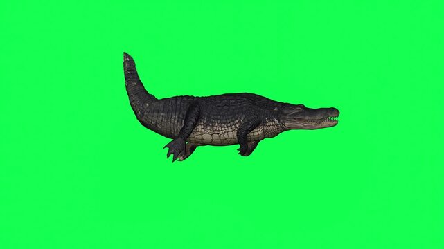 4k alligator Reptile attack hunting wallow side view animation isolated on Green Screen, 3D Crocodile (Crocodylus niloticus) feeding frenzy and death rolling 60fps rendering on the chroma key