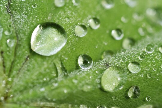 Dew drops on lady's mantle leave ( Alchemilla mollis )