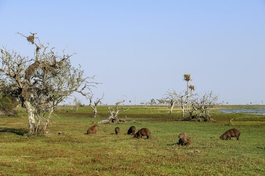 Capybaras (Hydrochoerus hydrochaeris), Estancia El Socorro, near Colonia Carlos Pellegrini, Esteros del Iber&aacute;, Province of Corrientes, Argentina