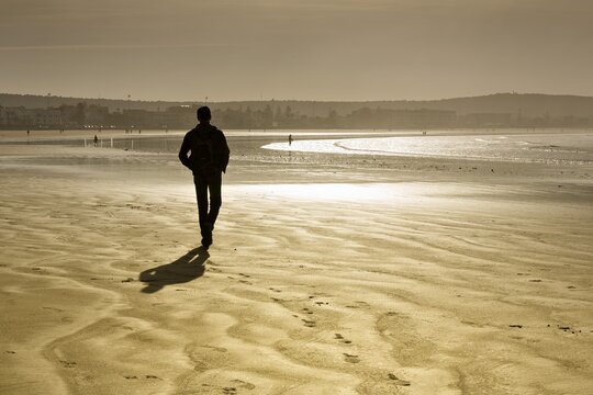 Ramnler on the beach in winter, backlight, Plage Tagharte, Essaouira, Morocco