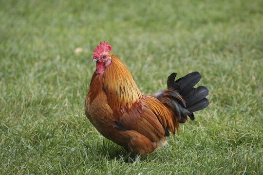 Rooster (Gallus gallus domesticus)