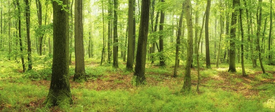 Panorama, Sunny natural mixed deciduous forest in the warm light of the morning sun, near Freyburg, Saxony-Anhalt, Germany