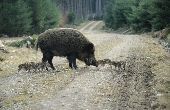 Wild Boars (Sus scrofa), sow with 2-week old piglets on a forest path, Allgaeu, Bavaria, Germany, Europe