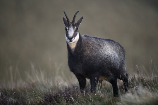Chamois (Rupicapra rupicapra), Hohneck, La Bresse, Vosges, France