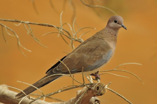 Laughing Dove (Streptopelia senegalensis), the Al Ain Zoo, Al Ain, Abu Dhabi, United Arab Emirates, Arabia, the Orient, Middle East