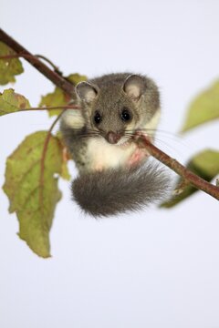 Edible dormouse (Glis glis) on an apple branch, Hesse, Germany