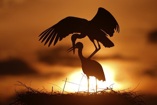 White stork (Ciconia ciconia) mating at sunset on the nest, Germany
