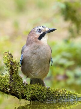 Eurasian jay (Garrulus glandarius) sitting on a mossy branch in shallow water, Solms, Hesse, Germany