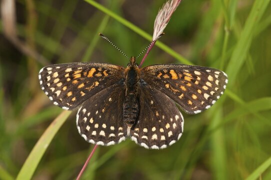 False Heath Fritillary (Melitaea diamina), Baden-W&uuml;rttemberg, Germany