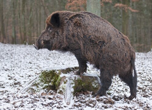 Wild Boar (Sus scrofa), boar with winter coat, on a tree stump, captive, Bavaria, Germany