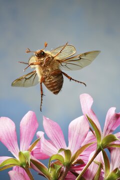 European June beetle (Amphimallon solstitiale), in flight, on pink flowers of Geranium (Pelargonium), Germany