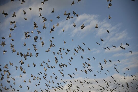 European Starlings (Sturnus vulgaris) take to the sky