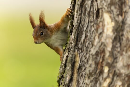 Eurasian red squirrel (Sciurus vulgaris) on a tree trunk, wildlife, Germany