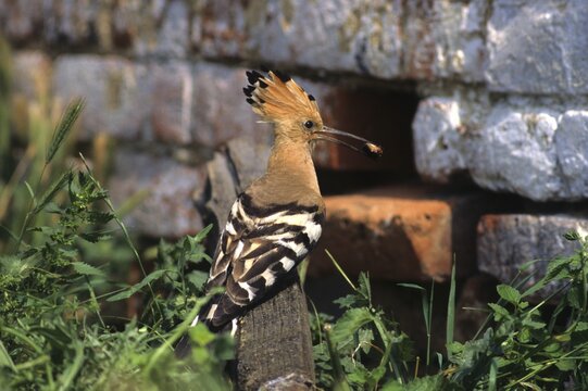 Hoopoe (Upupa epops) with food, Hortobagy, Puszta, Hungary